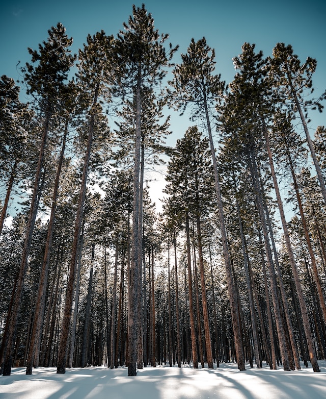 Photo by Colin Lloyd on Unsplash